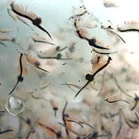 artemia2