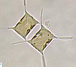 chaetoceros chaetoceros