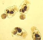 rotiferi