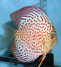 lopard1