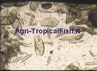 protcil-pic