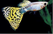 Loepar02