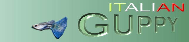 Italian Guppy