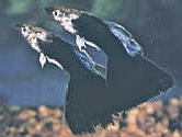 TuxBlack