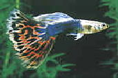 TuxMosaic