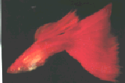 redalbino