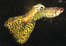cobragial