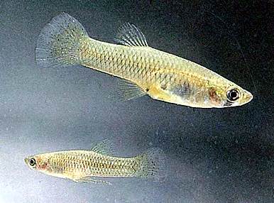 gambusia