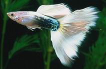 hbb