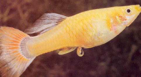 nascita