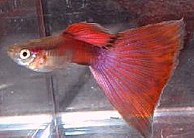 red3