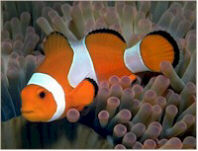Amphiprion03