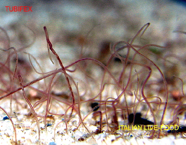 tubifex