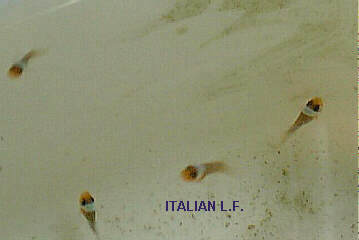 occel2pc02