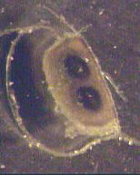uovper