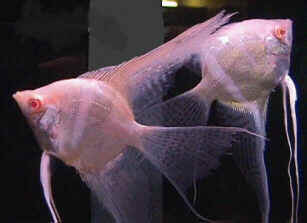 albino