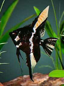 blackmarble