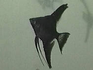 blackpic