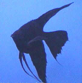 buble_dark_black