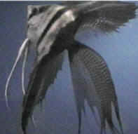 hb_superveil_longfin