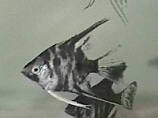 marblepic