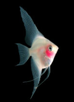 whiteblusher