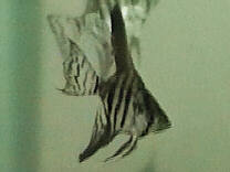 zebrapic2